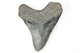 4.43" Fossil Megalodon Tooth - South Carolina - #196884-1